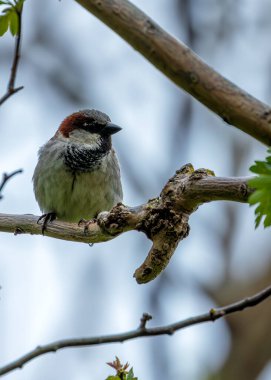Gri başlı ve göğsü kahverengi olan kalın bir serçe. Tohumlar ve böceklerle beslenen Dublin 'in kentsel alanlarında gelişir.. 