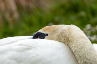 Turuncu gagalı görkemli beyaz kuğu. Dublin 'in göletleri ve gölleri üzerinde zarif bir şekilde süzülür ve su bitkileriyle beslenir..