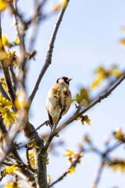 Canlı sarı ve siyah işaretli narin ötücü kuş. Dublin 'in bahçelerinde bulundu, devedikeni tohumlarıyla besleniyordu.. 