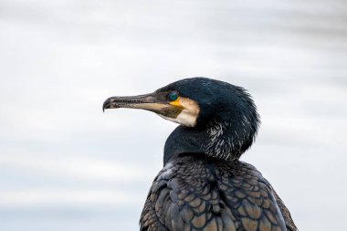 Büyük, kancalı gagalı siyah su kuşu. Dublin 'in kıyı sularında ve nehirlerinde balıklar için dalışlar. 