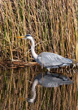 Uzun boylu, uzun boyunlu ve mızrak benzeri gagalı gri bir kuş. Dublin 'in sulak alanlarında ve su yollarında avını takip eder.