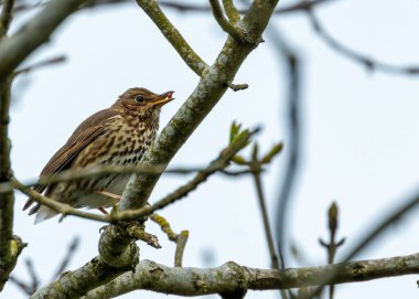 Kahverengi benekli ardıç kuşu & zengin şarkısı. Dublin 'in ormanlarında, solucanlar ve böğürtlenlerle ziyafet çekerler.. 