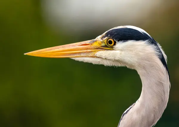 stock image Tall, grey wading bird with long neck & spear-like beak. Stalks prey in Dublin's wetlands & waterways.
