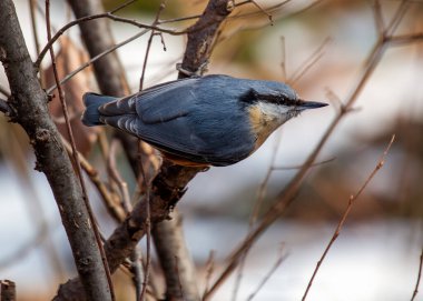 Mavi-gri sırtı ve paslı yaması olan küçük bir ötücü kuş. Uzman tırmanışçı, Prag 'ın ağaçlarında fındık ve böcek buluyor.
