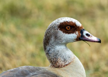 Zengin kahverengi gövdeli zarif bir kaz, beyaz göbek ve turuncu gagalı kendine özgü bir düğme. Bir zamanlar Nil Vadisi 'nde saygı duyulan, dünya çapında parklardaki bitkileri otlatıyor.. 