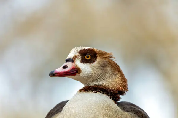 stock image Elegant goose with rich brown body, white belly & distinctive knob on orange beak. Grazes on plants in parks worldwide, once revered in the Nile Valley. 