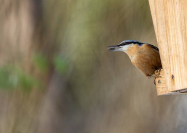 Mavi-gri sırtı ve paslı yaması olan küçük bir ötücü kuş. Uzman tırmanışçı, Prag 'ın ağaçlarında fındık ve böcek buluyor.