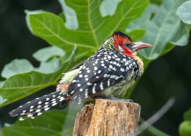 Kırmızı saçlı, sarı göğüslü ve siyah lekeli barbet. Sahraaltı Afrika 'nın ormanlarında ve savanalarında bulunur..
