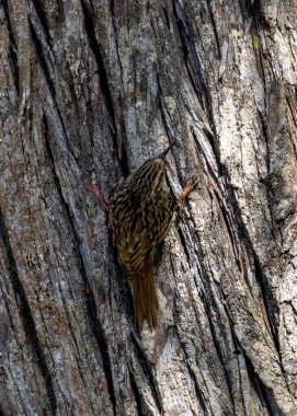 Kavisli galı küçük kahverengi bir kuş. Lloret de Mar parklarında ve bahçelerinde böcek var mı diye ağaç gövdelerini tara.