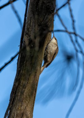 Kavisli galı küçük kahverengi bir kuş. Lloret de Mar parklarında ve bahçelerinde böcek var mı diye ağaç gövdelerini tara.
