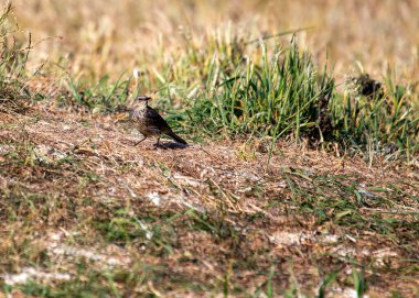 Uzun bacaklı narin kahverengi kuş, sık sık İrlanda Gözü 'nün kayalık kıyılarında böcek avlar.. 