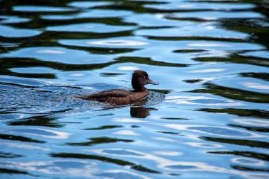 Beyaz gagalı kahverengi ördek, Avrupa ve Asya 'daki tatlı su ortamlarında bitkiler ve su canlıları için dalıyor. 