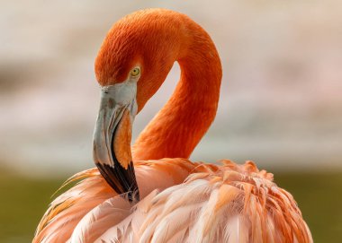 Uzun boyunlu ve uzun gagalı uzun pembe dalgıç kuşu. Kuzey ve Güney Amerika 'nın sığ göllerindeki karideslerle besleniyor.