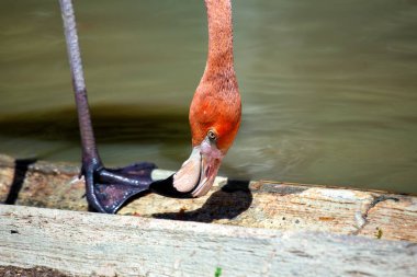 Tall pink wading bird with long neck & curved beak. Feeds on shrimp in shallow lakes & lagoons of North & South America. clipart