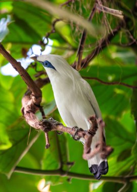 Stunning starling with white plumage & bright blue facial patch. Once widespread in Bali, now critically endangered due to habitat loss.  clipart