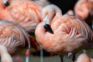Sarı bacaklı ve siyah gagalı zarif pembe flamingo. And Dağlarının sığ göllerinde akıntılar, algler ve küçük kabuklularla beslenirler..
