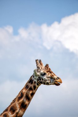 En uzun kara hayvanı olan zürafalar Afrika savanalarında yapraklara göz gezdirirler. Bu fotoğraf muhtemelen Kenya ya da Güney Afrika 'da çekilmiş.. 