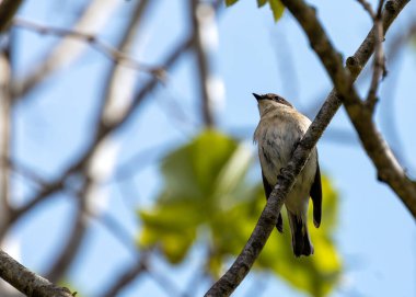 Siyah & beyaz tüylü ötücü kuş. Barcelona 'nın parklarında ve bahçelerinde böcekleri yakalıyor.