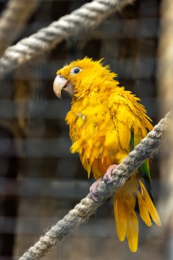 Stunning medium-sized parrot with bright yellow plumage and green wing patches. Once abundant in the drier, upland rainforests of the Amazon Basin in interior northern Brazil, this bird is now threatened by deforestation and illegal trapping for the  clipart