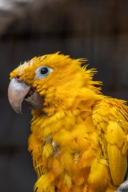 Stunning medium-sized parrot with bright yellow plumage and green wing patches. Once abundant in the drier, upland rainforests of the Amazon Basin in interior northern Brazil, this bird is now threatened by deforestation and illegal trapping for the  clipart