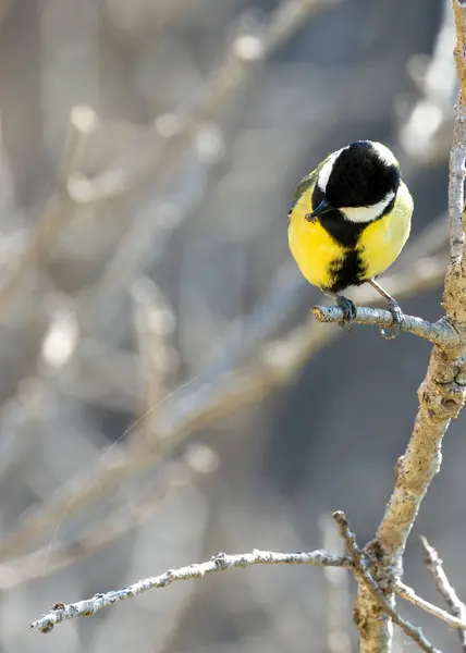 stock image Chubby songbird with bold black head, bright yellow breast, and a distinctive black stripe down its belly. Found in woodlands, parks, and gardens across Europe and parts of Asia, thriving on a diet of insects and seeds. 