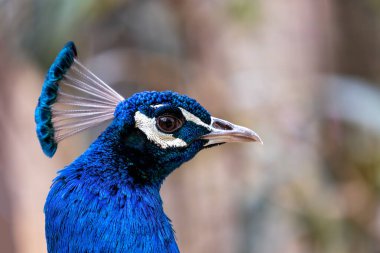 Canlı mavi tüylü ve etkileyici kuyruk görüntüsü olan çarpıcı bir kuş. Hindistan 'a özgü..