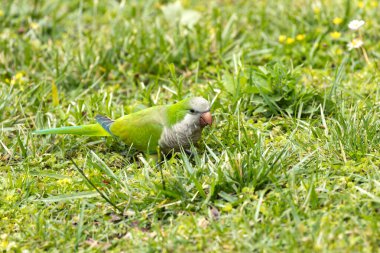 Gri karnı ve mavi kanadı olan yeşil muhabbet kuşu. Madrid 'de kuruldu ve yerli kuşlar üzerindeki etkisi hakkında endişeler doğuyor..