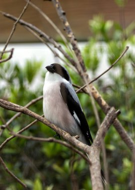 Küçük Gri Örümcekkuşu, ötücü bir kuş, böcekler ve küçük omurgalılardan besleniyor. Bu fotoğraf Yunanistan 'daki ihtiyatlı duruşunu yakalıyor. 