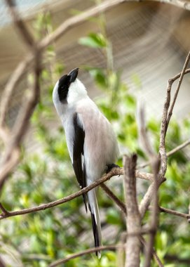 Küçük Gri Örümcekkuşu, ötücü bir kuş, böcekler ve küçük omurgalılardan besleniyor. Bu fotoğraf Yunanistan 'daki ihtiyatlı duruşunu yakalıyor. 