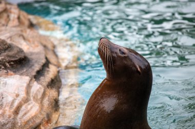Kuzey Amerika 'nın batı sahillerine özgü Kaliforniya Deniz Aslanı balık ve mürekkep balıklarıyla beslenir. Bu fotoğraf, Kaliforniya 'da güneşli bir plajda onun neşeli doğasını yakalar..