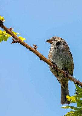 Dunnock, utangaç bir ötücü kuş, böcek ve tohumlarla besleniyor. Bu fotoğraf, Peder Collins Park, Dublin, İrlanda 'daki ince tüylerini ve narin pozunu çeker..