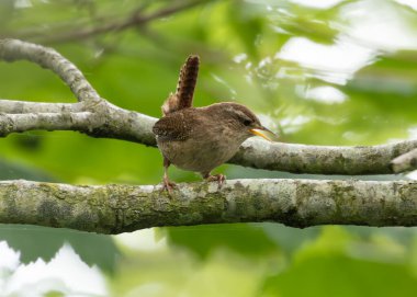 Avrasya Wren 'i, küçük, enerjik bir kuş, böcek ve örümceklerle beslenir. Bu fotoğraf belirgin kahverengi tüylerini yakalar ve canlı poz verir Peder Collins Park, Dublin, İrlanda.