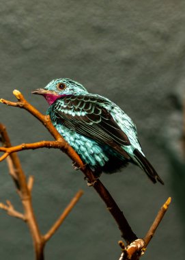 The Spangled Cotinga, native to the Amazon Rainforest, feeds on fruits and insects. This photo captures its iridescent blue plumage and striking appearance in its tropical habitat.  clipart