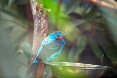 The Spangled Cotinga, native to the Amazon Rainforest, feeds on fruits and insects. This photo captures its iridescent blue plumage and striking appearance in its tropical habitat.  clipart
