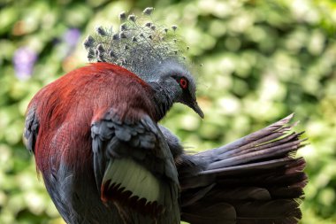 The Victoria Crowned Pigeon, native to New Guinea, feeds on fruits and seeds. This photo captures its striking blue plumage and ornate crest in its tropical forest habitat. 