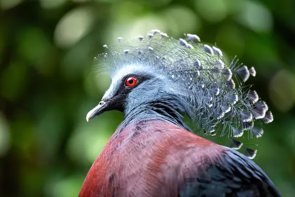 stock image The Victoria Crowned Pigeon, native to New Guinea, feeds on fruits and seeds. This photo captures its striking blue plumage and ornate crest in its tropical forest habitat. 