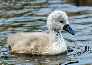 Dilsiz Kuğu Kuğu, tüylü gri tüyleriyle Dublin 'in su yollarını keşfeder. Bu fotoğraf İrlanda, Dublin 'deki sevimli masumiyetini gösteriyor.. 