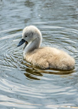 Dilsiz Kuğu Kuğu, tüylü gri tüyleriyle Dublin 'in su yollarını keşfeder. Bu fotoğraf İrlanda, Dublin 'deki sevimli masumiyetini gösteriyor.. 