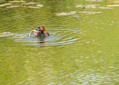 Küçük Yunus, kendine özgü kırmızı boynu ile Dublin 'in su yollarında yiyecek için dalıyor. Bu fotoğraf Dublin, İrlanda 'daki büyüleyici varlığını gösteriyor.. 