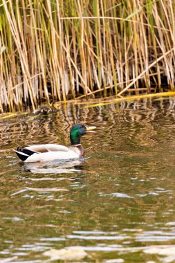 Canlı yeşil kafasıyla erkek ördek, Dublin 'in göletlerinde zarifçe süzülür. Bu fotoğraf Dublin, İrlanda 'daki çarpıcı varlığını gösteriyor..