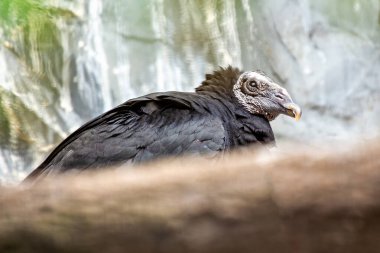 The Black Vulture, native to the Americas, feeds on carrion. This photo captures its dark plumage and keen eyesight, showcasing its scavenging behavior in its natural habitat.  clipart