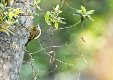 Batı Bonelli 'nin Warbler' ı, ince yeşil tüyleriyle böceklerle beslenir. Bu fotoğraf İspanya 'nın Costa Brava kentindeki narin varlığını gösteriyor.. 