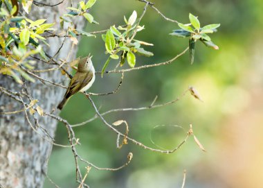 The Western Bonelli's Warbler, with its subtle greenish plumage, feeds on insects. This photo captures its delicate presence in Costa Brava, Spain.  clipart