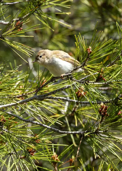 stock image The Western Bonelli's Warbler, with its subtle greenish plumage, feeds on insects. This photo captures its delicate presence in Costa Brava, Spain. 