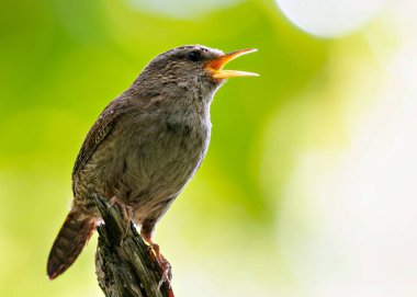 Avrupalı Wren, küçük boyutu ve zengin şarkısıyla İrlanda 'nın Dublin kentinde Peder Collins Park' ta yiyecek arıyor. Bu fotoğraf, yeşillikler arasında canlı bir görüntüyü yakalar.. 