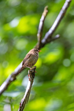 Avrupalı Wren, küçük boyutu ve zengin şarkısıyla İrlanda 'nın Dublin kentinde Peder Collins Park' ta yiyecek arıyor. Bu fotoğraf, yeşillikler arasında canlı bir görüntüyü yakalar.. 