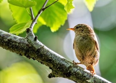 Avrupalı Wren, küçük boyutu ve zengin şarkısıyla İrlanda 'nın Dublin kentinde Peder Collins Park' ta yiyecek arıyor. Bu fotoğraf, yeşillikler arasında canlı bir görüntüyü yakalar.. 