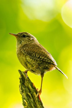 Avrupalı Wren, küçük boyutu ve zengin şarkısıyla İrlanda 'nın Dublin kentinde Peder Collins Park' ta yiyecek arıyor. Bu fotoğraf, yeşillikler arasında canlı bir görüntüyü yakalar.. 