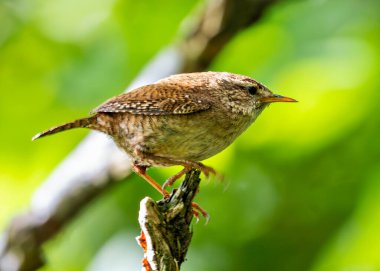 Avrupalı Wren, küçük boyutu ve zengin şarkısıyla İrlanda 'nın Dublin kentinde Peder Collins Park' ta yiyecek arıyor. Bu fotoğraf, yeşillikler arasında canlı bir görüntüyü yakalar.. 