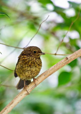 Genç Avrupalı Robin benekli kahverengi tüyleriyle İrlanda 'nın Dublin kentinde Peder Collins Park' ı keşfediyor. Bu fotoğraf, yeşillikler arasında onun ilginç varlığını yakalar..